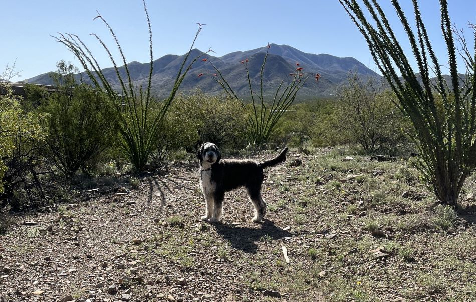 Maggie, our bernedoodle, on our land in Tucson, Arizona