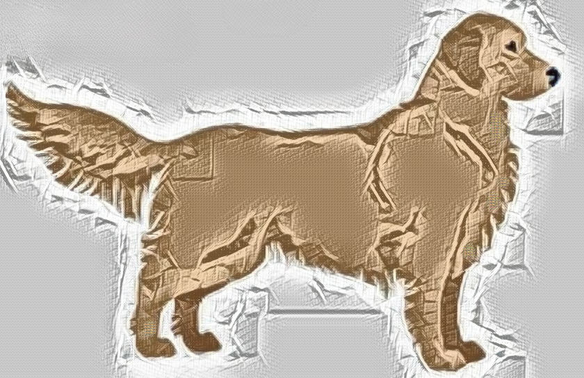 Golden Mountain Doodles have traits of Golden Retrievers