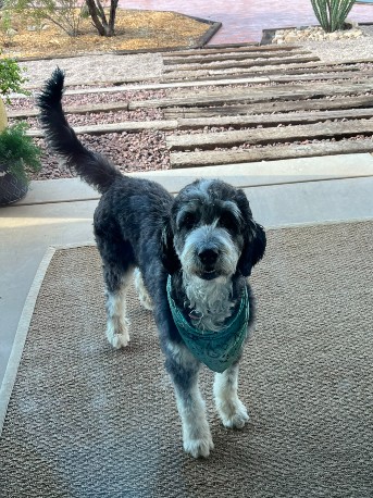 Maggie, our Golden Mountain Doodle