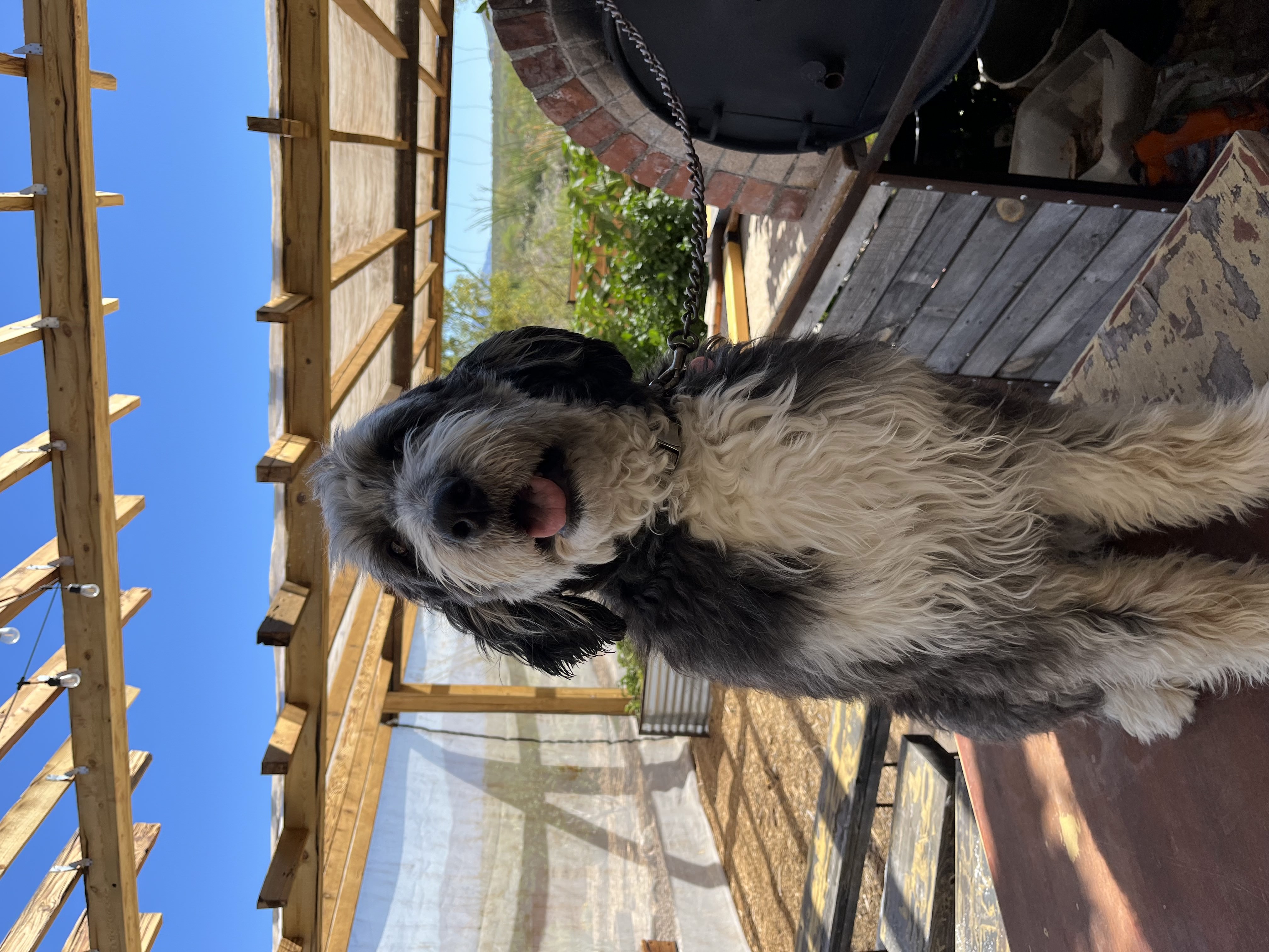 Beautiful Golden Mountain Doodle, Maggie