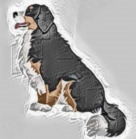 Golden Mountain Doodles have characteristics of Bernese Mountain Dogs