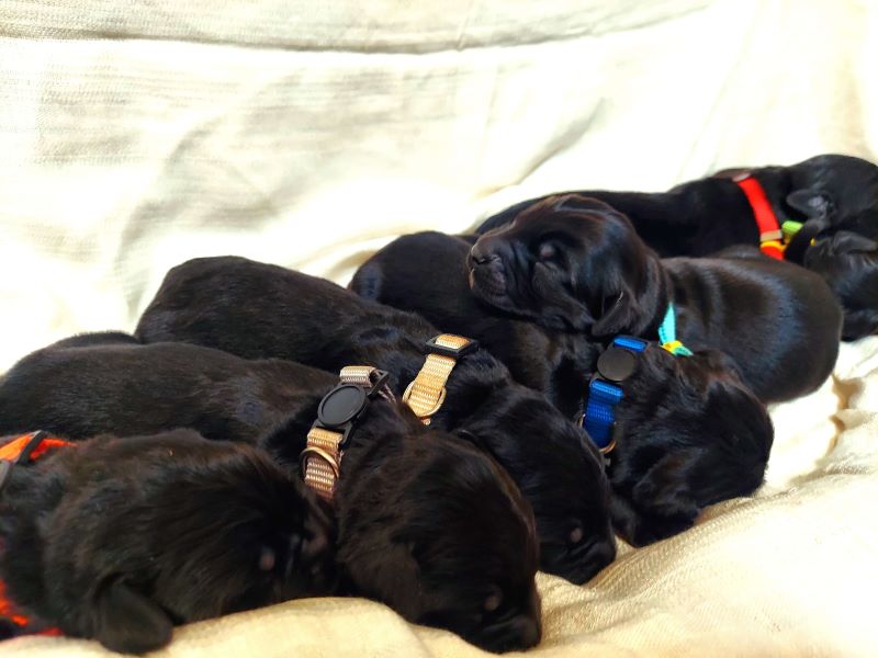 Ten beautiful Golden Mountain Doodle Puppies