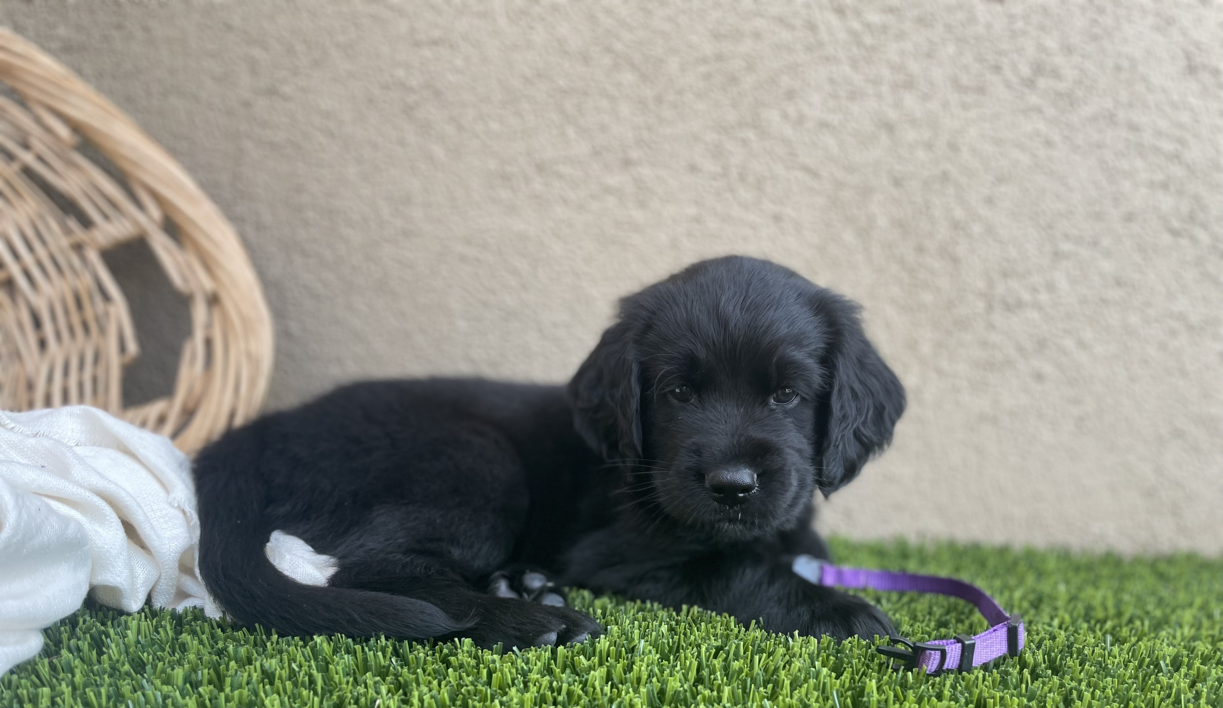 A calm Golden Mountain Doodle puppy